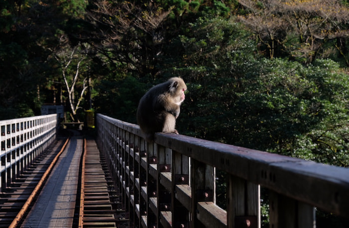 縄文杉日帰りコース５