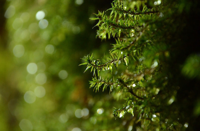 縄文杉日帰りコース４