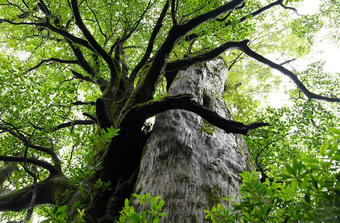 縄文杉日帰りコース７