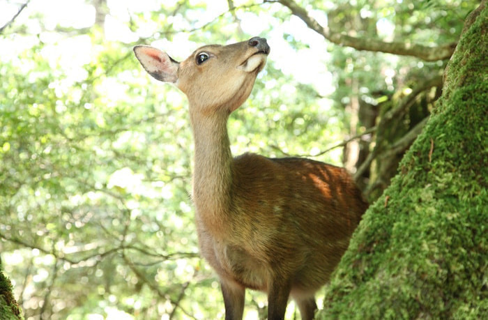 縄文杉日帰りコース８
