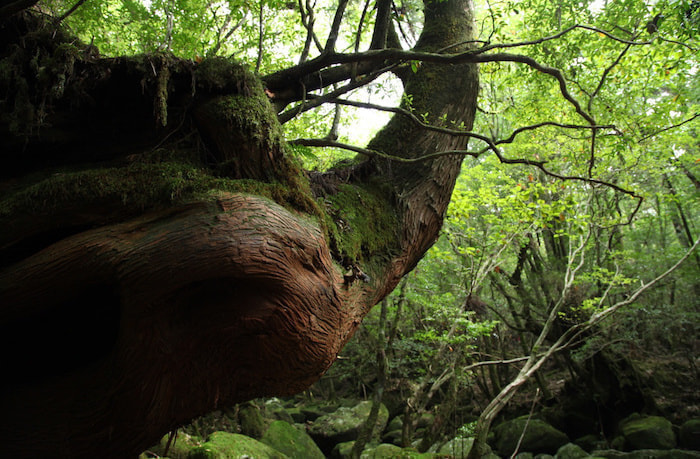 白谷雲水峡 １日or半日 コース6