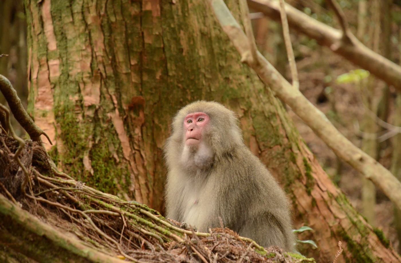 白谷雲水峡 １日or半日 コース7