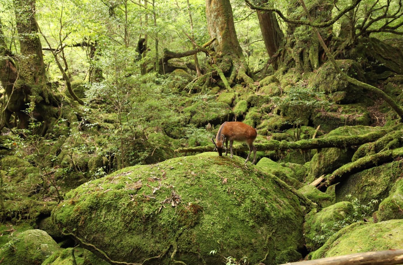 白谷雲水峡 １日or半日 コース8