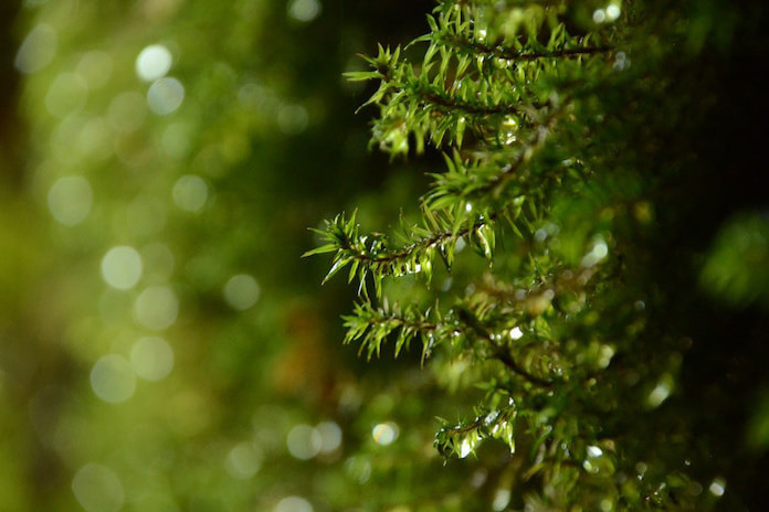 縄文杉日帰りコース4