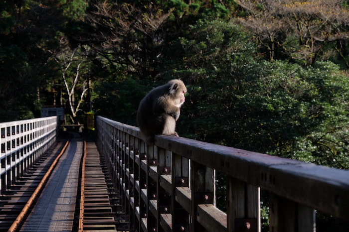 縄文杉日帰りコース5