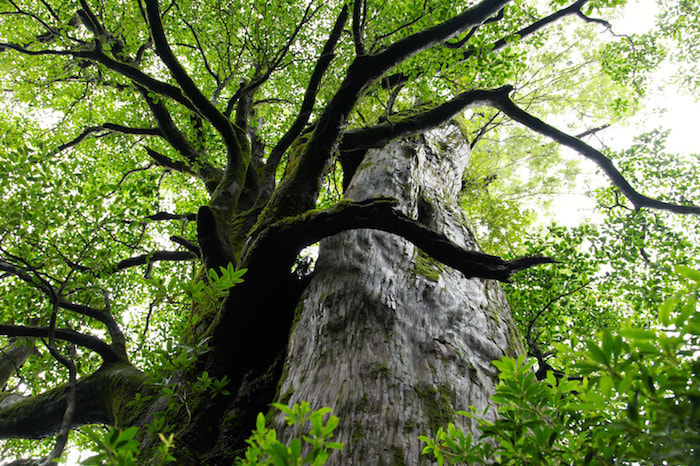 縄文杉日帰りコース7