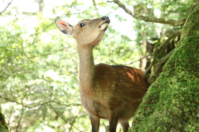 縄文杉日帰りコース8