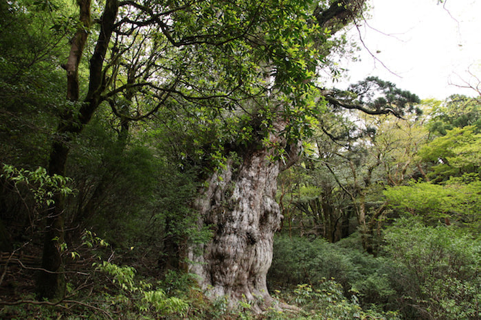 縄文杉日帰りコース9