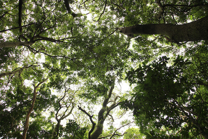 西部林道（半山）コース2