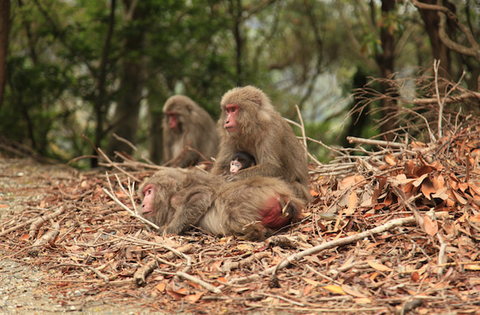 西部林道（半山）コース1