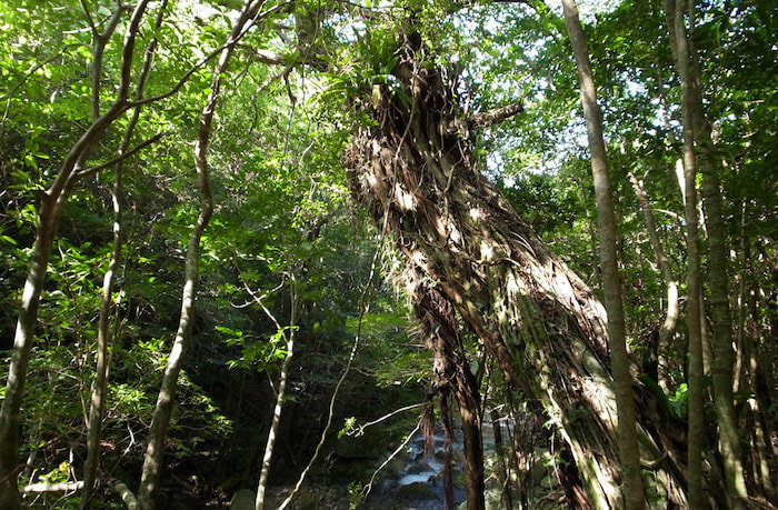 西部林道（半山）コース5