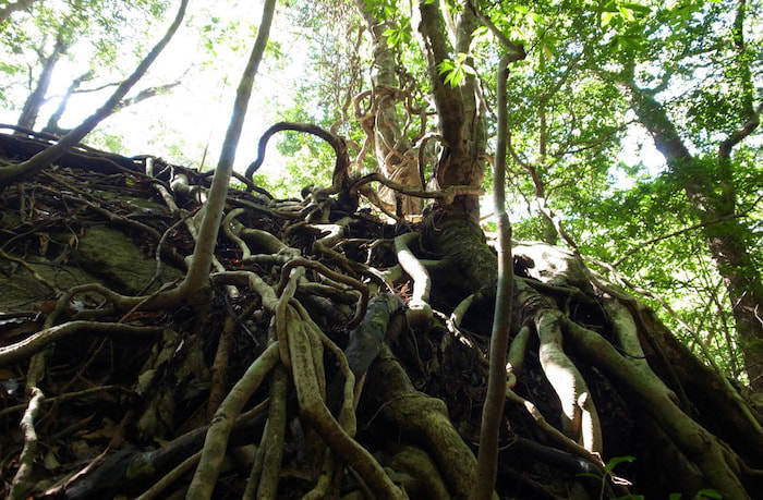 西部林道（半山）コース4