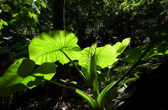 西部林道（半山）コース3
