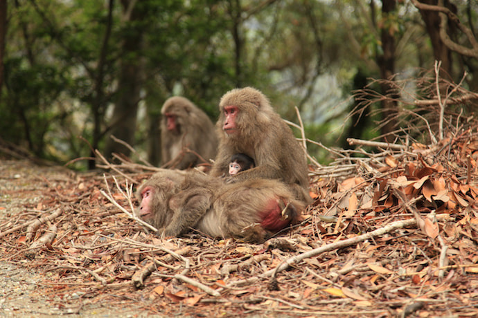 西部林道（半山）コース1
