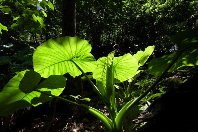 西部林道（半山）コース3