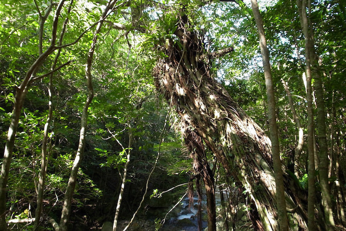 西部林道（半山）コース5