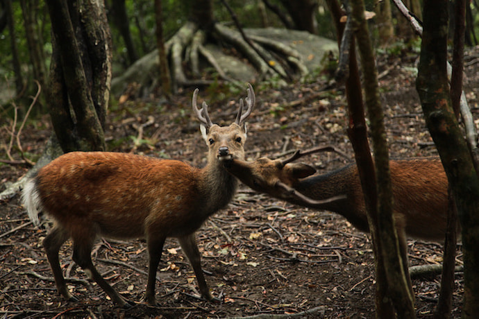 西部林道（半山）コース6