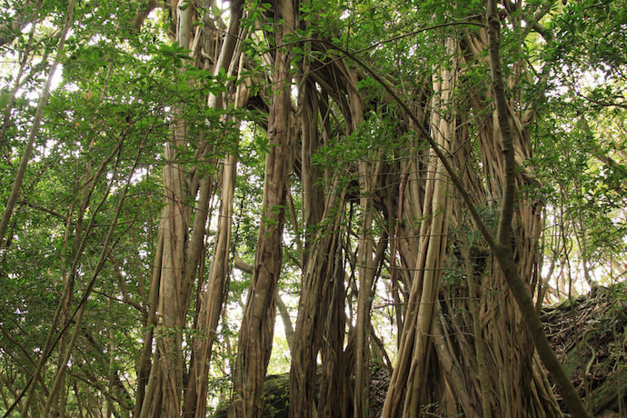 西部林道（半山）コース9