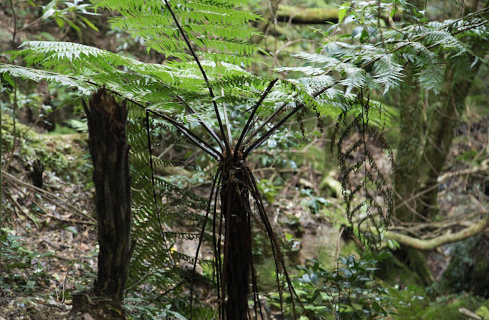 蛇之口滝コース1