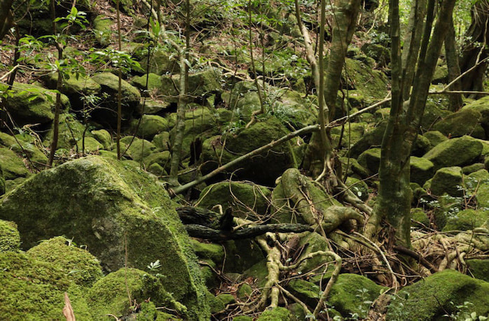 蛇之口滝コース5