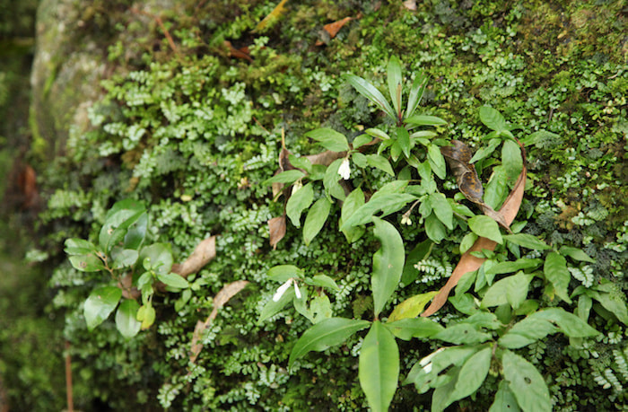 蛇之口滝コース6