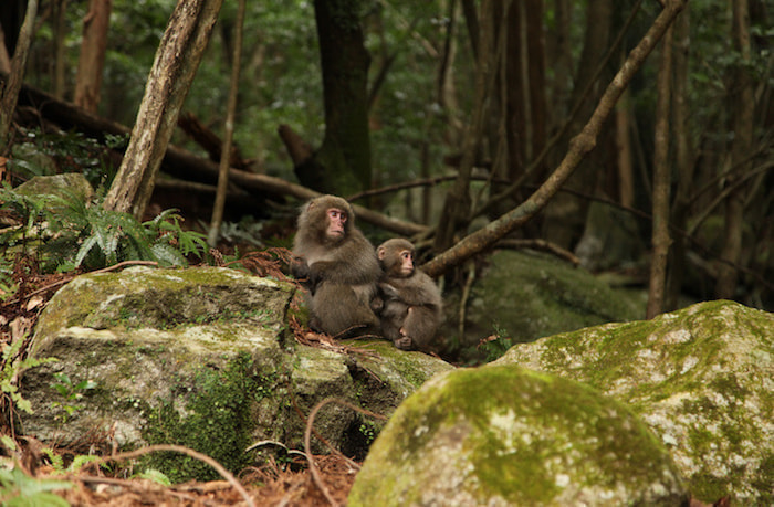 蛇之口滝コース8