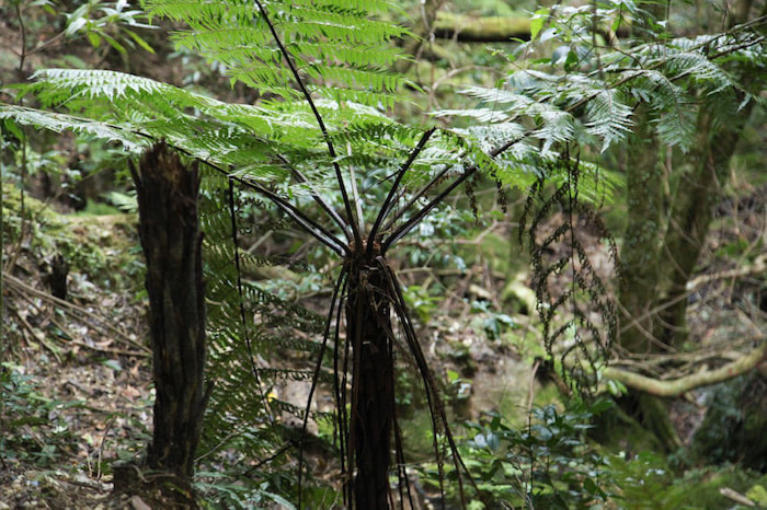 蛇之口滝コース1