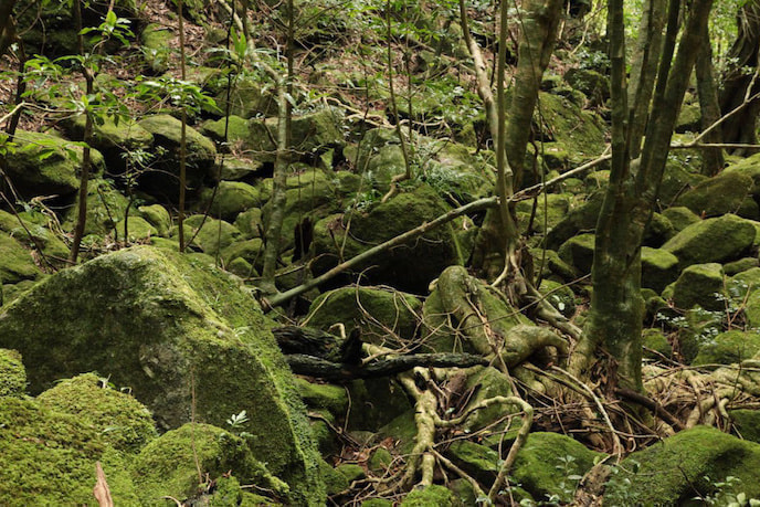 蛇之口滝コース5