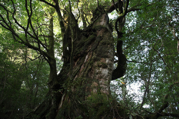 宮之浦岳コース2