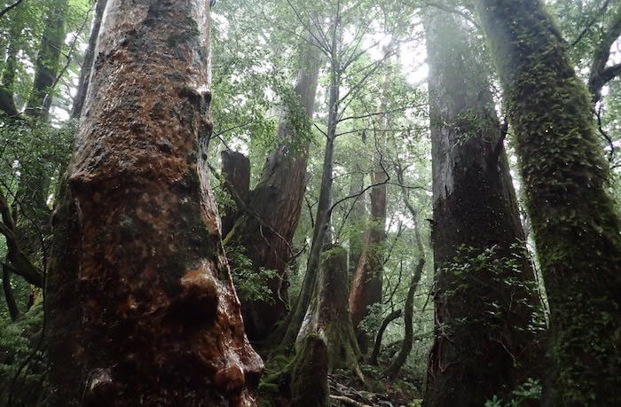 太忠岳（天柱石）コース4