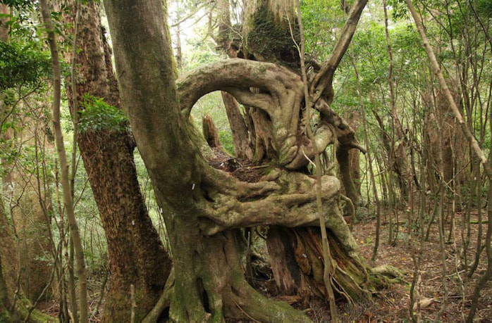 太忠岳（天柱石）コース6