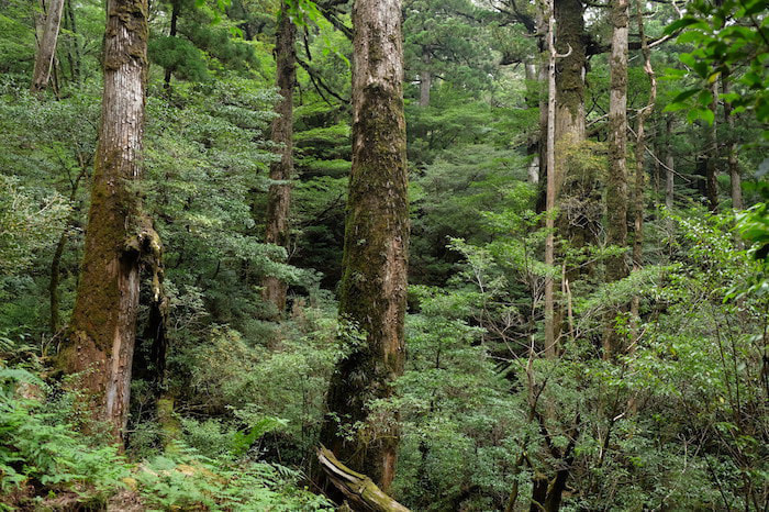 太忠岳（天柱石）コース3