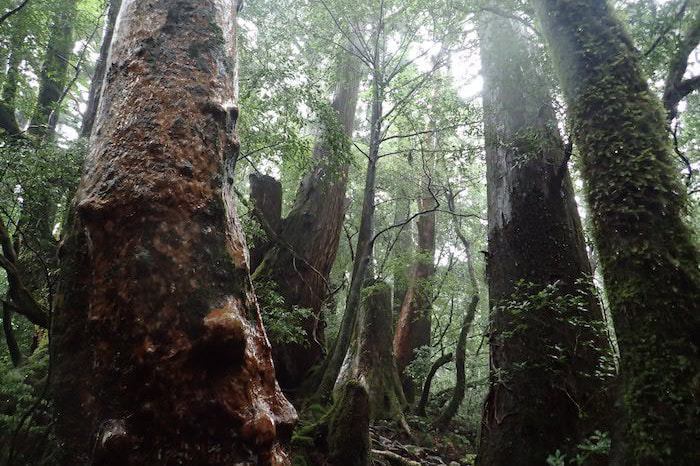 太忠岳（天柱石）コース4