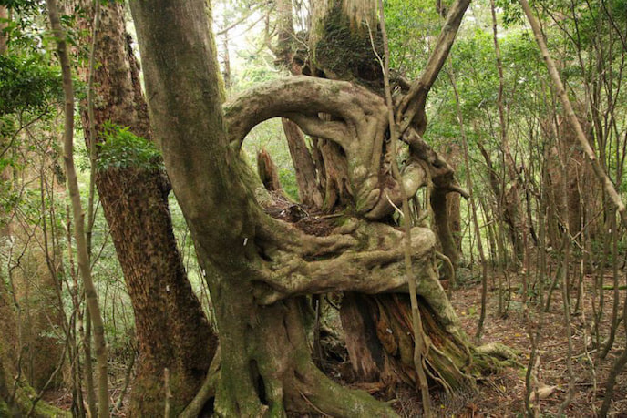 太忠岳（天柱石）コース6