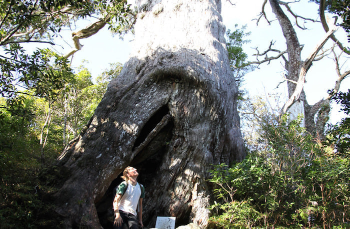 モッチョム岳コース4
