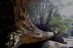 ヤクスギランドコース