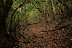 西部林道コース