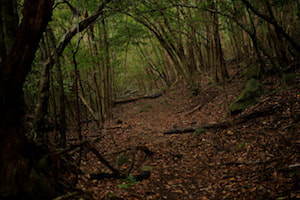 西部林道コース