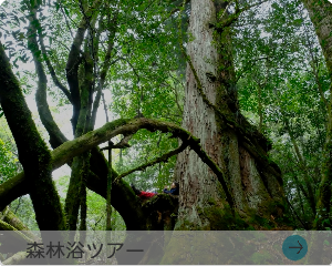 森林浴ツアー