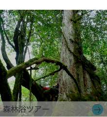 シュノーケリング